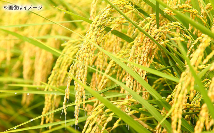 【3回定期便】島根が誇るブランド米！仁多米「まき」2kg(2kg×1) 島根県松江市/有限会社藤本米穀店 [ALCG053]