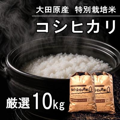ふるさと納税 大田原市 栃木県大田原産コシヒカリ 白米10kg|特別栽培米|栃木県農業大賞知事賞受賞農家