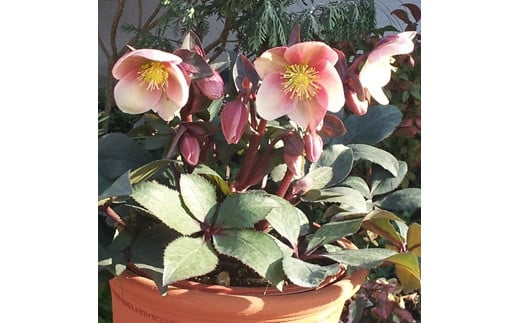 画像は見本です。お届けする品とは姿が若干異なる可能性があります。また、鉢の色も変わることがあります。