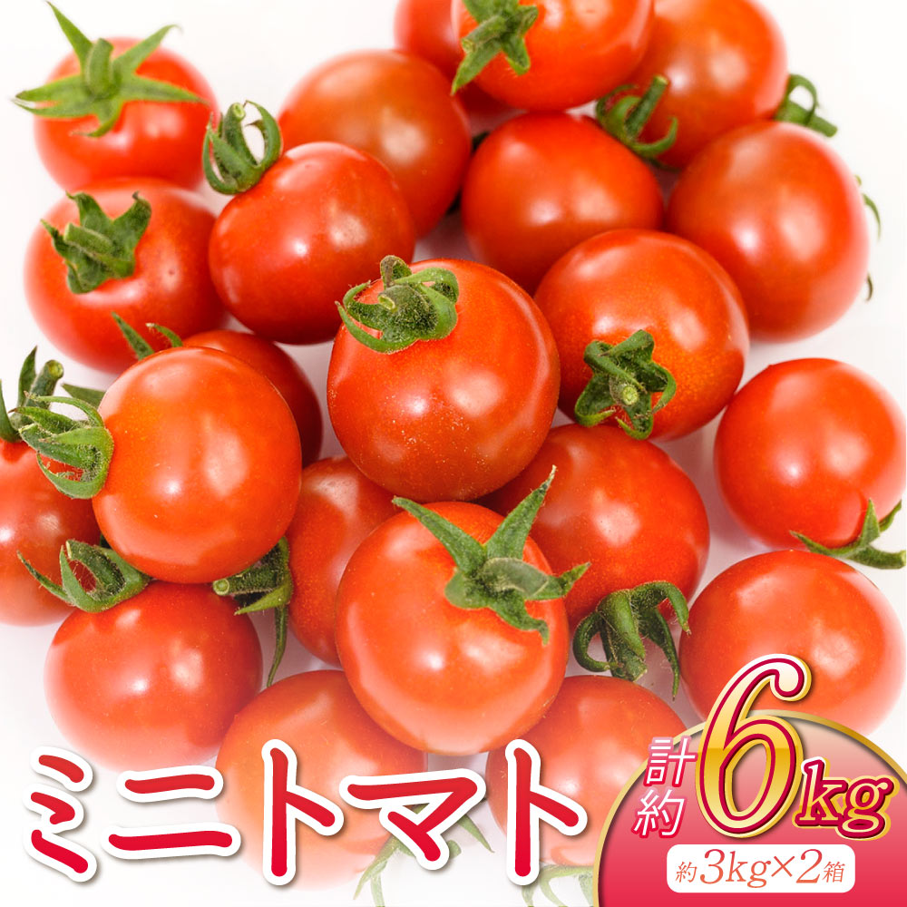 【ふるさと納税】ミニトマト 合計約6kg 約3kg × 2箱 トマト プチトマト とまと 野菜 宇城市産 熊本県産 国産 送料無料 サンサンうきっ子宇城彩館 【2025年11月下旬〜2026年5月上旬頃発送予定】