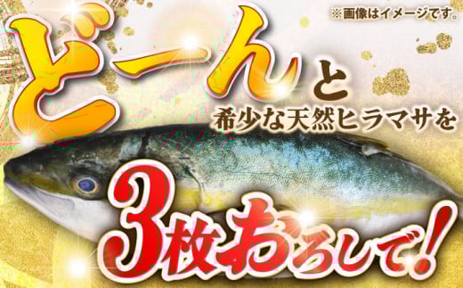 壱岐島産天然ヒラマサ（１５キロ台・三枚おろし） [JBS084]