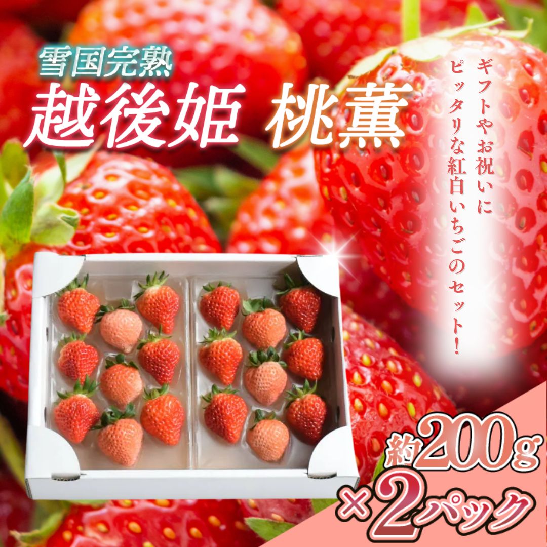 【ふるさと納税】いちご 新潟 雪国完熟越後姫桃薫 約200g×2P食べ比べセット イチゴ 苺 お取り寄せ ギフト 贈り物 上越　お届け：2026年1月以降収穫出来次第、順次発送いたします。