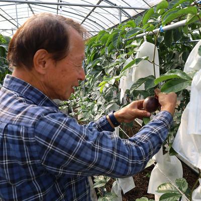 ふるさと納税 北中城村 【2026年3月より順次発送】井上さんのパッションフルーツ約1kg(8〜11個) |  | 02