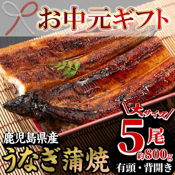 【お中元】国産 うなぎ 蒲焼 大5尾 合計約800g うなぎ【00-025-13-R8OC】