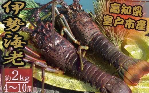 
            活き伊勢海老 4～10尾 2kg 伊勢海老 海老 魚介類 えび魚介 刺身 産地直送 新鮮 海鮮 高知県 室戸市
          