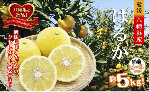 【先行受付】　ジューシーな甘さ!「はるか」約5キロ　＜C39-7＞【1280653】 YWTF002