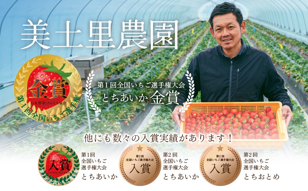 いちご イチゴ 苺 とちあいか ストロベリー 完熟 いちご イチゴ 苺 とちあいか ストロベリー 完熟