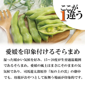 【2026年5月中旬頃から順次発送】 訳あり そら豆 約4kg ( 訳あり 野菜 ソラマメ そらまめ 旬の野菜 松山 愛媛県 )【VEG034】