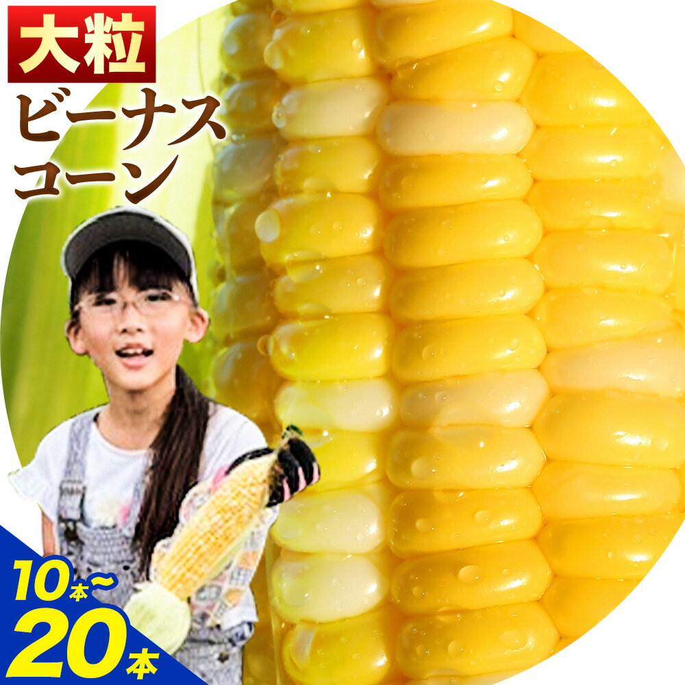 【ふるさと納税】朝採り とうもろこし ビーナスコーン スイートコーン 10本 20本 《8月上旬-8月末頃出荷予定》山下農場 バイカラー 大粒 コーン トウモロコシ 送料無料 北海道 本別町北海道 十勝 本別町産 冷蔵便 甘い