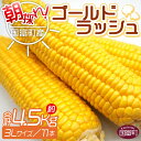 【ふるさと納税】予約受付！＜朝採れ！国富町産ゴールドラッシュ（4.5kg 3Lサイズ 11本）＞※入金確認後、2025年5月下旬～7月上旬迄に順次出荷します。トウモロコシ スイートコーン 野菜 穀物 甘い サンクール・スマイルファーム 宮崎県 国富町【冷蔵】