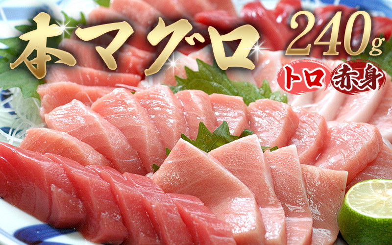 
            【発送時期が選べる！】 本マグロ（養殖）トロ＆赤身セット 240g / 北山村 人気 No.1 マグロ まぐろ 鮪 本まぐろ クロマグロ 中トロ とろ 赤身 柵 刺身 海鮮 鮮魚 魚 魚介 海の幸 冷凍
          