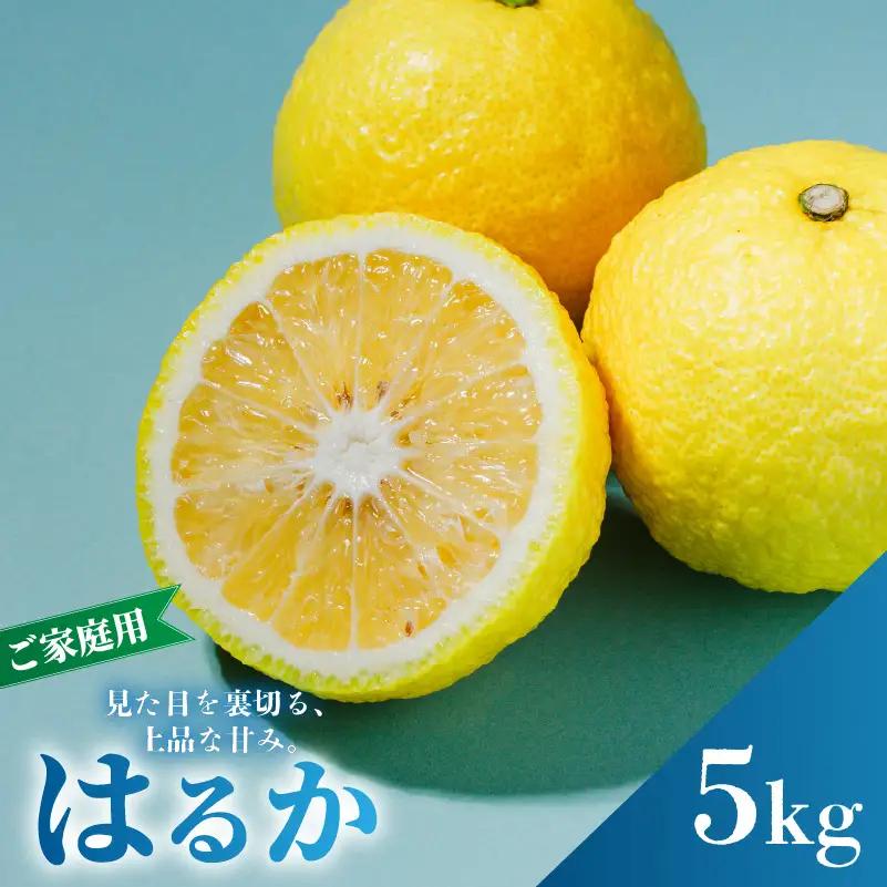 【2027年2月中旬から順次発送】はるか 5kg  家庭用 みかん 柑橘 【RNK028】