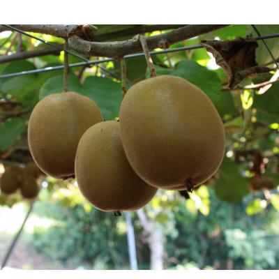 ふるさと納税 東かがわ市 さぬきゴールドキウイ　黄様(おうさま)大きなサイズ3玉化粧箱入り |  | 02