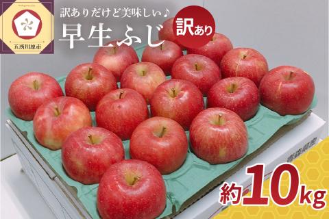 【2024年10月発送】 【訳あり】 りんご 早生 ふじ 約 10kg 青森 産