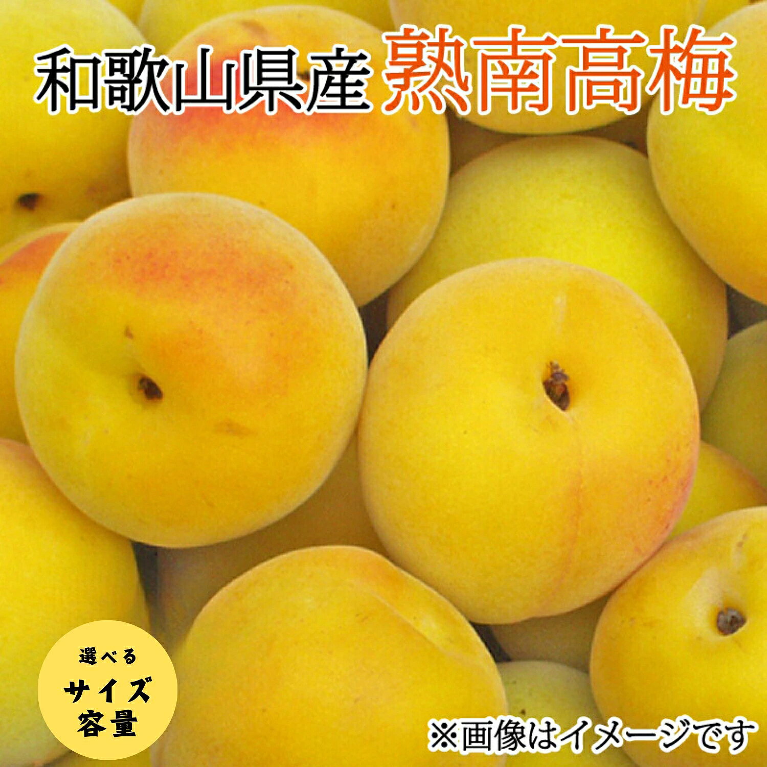 【ふるさと納税】【先行予約】【梅干・梅酒用】【選べる容量】【選べるサイズ】熟南高梅 (秀優混合) / フルーツ 果物 人気 送料無料 和歌山 梅 完熟梅 梅干し 梅酒 ※2027年6月上旬～7月上旬頃順次発送予定＞(お届け日指定不可) ※沖縄・離島への配送不可
