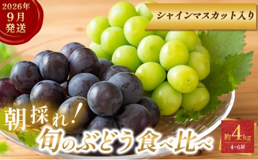 
                  9月限定｜採れたて旬のぶどう 食べ比べ 約4kg（4～6房）シャインマスカット入り セット 詰め合わせ 産地直送 フルーツ 兵庫県 加西市
                