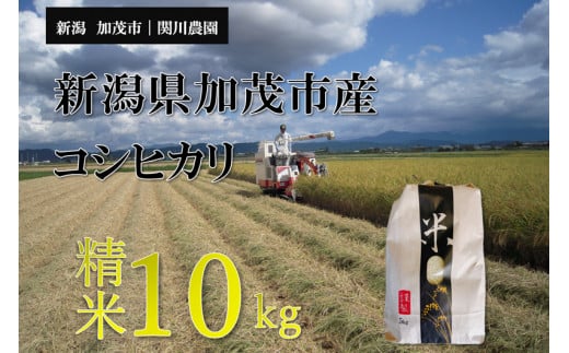 【令和8年産新米先行予約】加茂市産コシヒカリ 精米10kg（10kg×1袋）《9月下旬～順次出荷》 こしひかり 新潟産 米  お米 白米  加茂市 関川農園