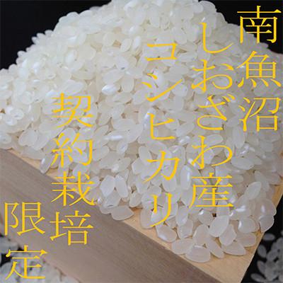 ふるさと納税 南魚沼市 【発送月固定定期便】生産者限定 契約栽培 南魚沼しおざわ産コシヒカリ 精米10Kg全9回 |  | 01
