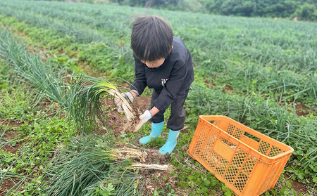 【2026年1月より順次発送】久米島の潮風育ち！島らっきょう 1.8kg 農家直送 国産 新鮮 旬 沖縄 島野菜 鮮度 塩漬け 天ぷら 肉巻き キムチ 漬け物 レシピ アレンジ 人気 おつまみ シャキ