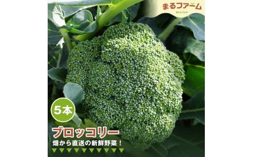 No.367 ブロッコリー　5コ ／ 新鮮 野菜 産地直送 朝採れ 国産 健康食材 食感 甘み 料理用 サラダ 下ごしらえ簡単 大容量 日常使い 千葉県 特産