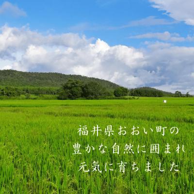ふるさと納税 おおい町 【毎月定期便】＜上旬発送＞福井県おおい町産 甚吉米(コシヒカリ・玄米)5kg×1袋全6回 |  | 01