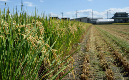 【令和7年産】特別栽培雪若丸　精米 5kg【1676081】