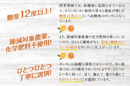 【訳あり】くしもとポンカン 10kg S･Mサイズ混合 ご家庭用 先行予約【2026年1月上旬～2026年2月中旬頃順次発送】（お届け日指定不可） 訳あり みかん 柑橘 ぽんかん フルーツ ミカン オ