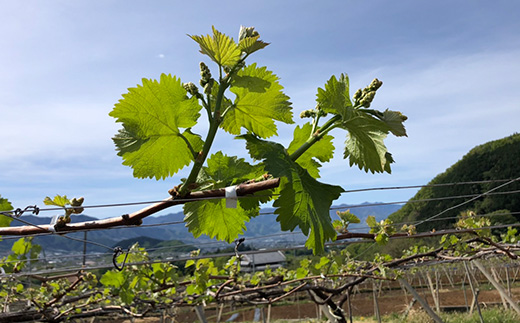 【2026年先行受付】やみつきシャインマスカット 2kg(3～5房)【配送不可地域：離島】