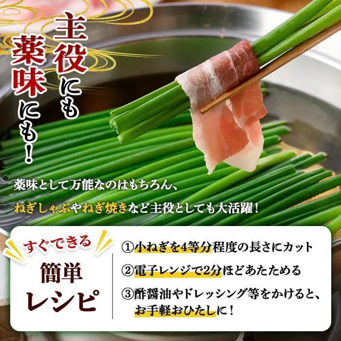 小ねぎ(計1.6kg・100g×16束) 葱 薬味 野菜 【葱屋おおくぼ】【110701100】
