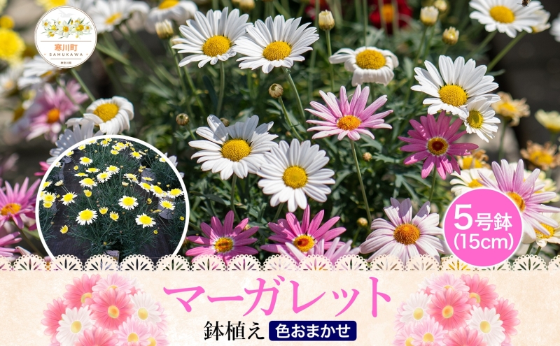 鈴木園芸 おまかせ マーガレット 5号鉢 フラワー ギフト 植物 ガーデニング 室内 園芸 花 はな flower 母の日 プレゼント 入学式 お祝い 贈り物 サプライズ 贈り物 卒業式 誕生日 イン