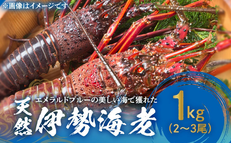 
■ エメラルドブルーの美しい海で獲れた天然伊勢海老1kg(2～3尾)　W057-002u
