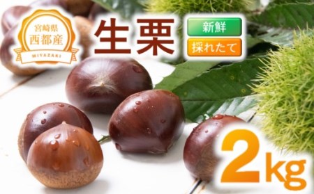 新鮮朝どれ国産生栗 2㎏ 西都市産【先行予約】＜1-283＞宮崎県 西都市