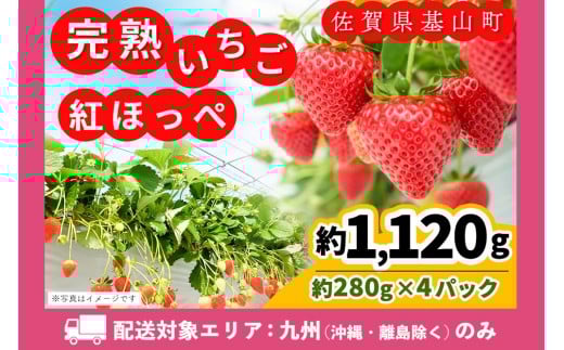 【九州内配送】【先行受付 2026年1月より発送】【農場直送！】紅ほっぺ(約280g×4P)【ふるさと納税 基山町産 いちご イチゴ 朝採れ 完熟果】K100026