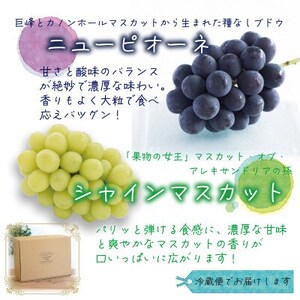 岡山　花笑み農園の『ニューピオーネ＆シャインマスカット』2kg優品　PS-2優【9月中旬～順次発送】【配送不可地域：離島】【1593506】