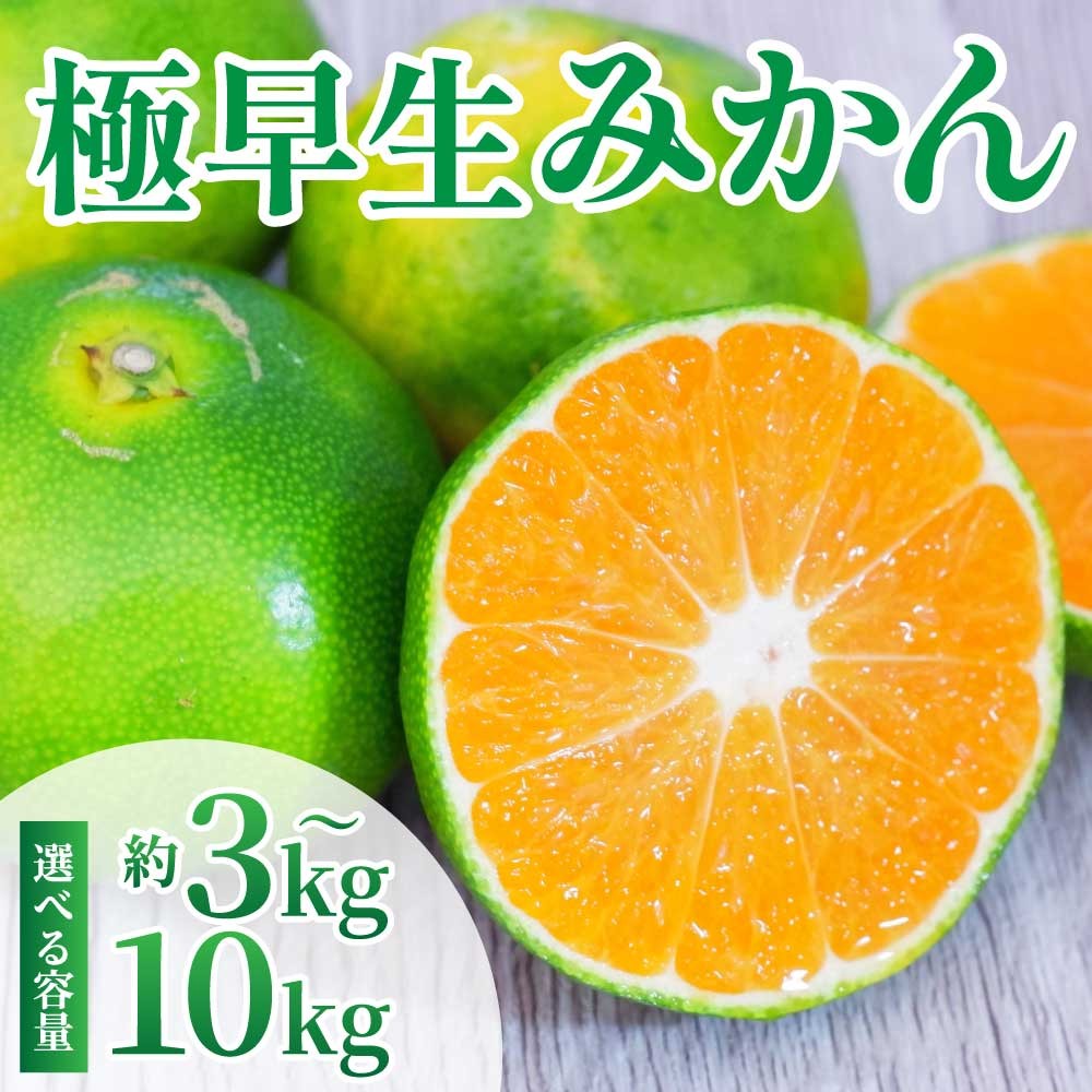 
                  先行予約 極早生みかん 選べる容量 約3kg 約5kg 約10kg【2026年10月上旬～2026年10月下旬配送予定】みかん ミカン 極早生みかん フルーツ 果物 柑橘 かんきつ 選べる容量 蜜柑 熊本県 熊本 九州 宇城市 国産 高糖度 甘い ジューシー みずみずしい 果汁 日本フルーツ
                
