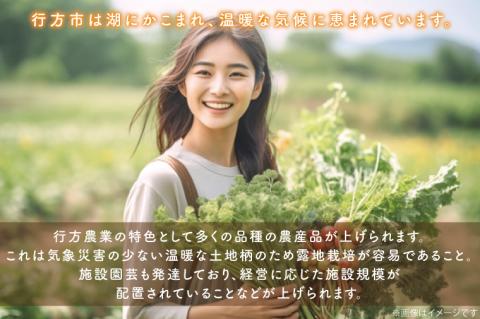 【野菜王国】なめがたの旬 野菜便(米 5kg入り)｜茨城県 行方市(CU-135)