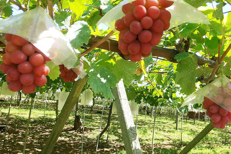 【2026年発送】 訳あり 旬のぶどう 詰め合わせ 2kg  家庭用 [みのり農園 山梨県 韮崎市 20742853]