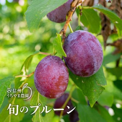 ふるさと納税 長野県 美容・健康に!【長野県産】★旬のプルーン ★1kg【7月中旬〜9月上旬 発送予定】 |  | 02