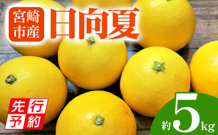 《2025年発送先行予約》【期間・数量限定】宮崎市産 日向夏 約5kg 柑橘 日向夏 旬