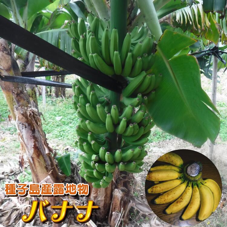 【ふるさと納税】園田バナナ園の島バナナ2房