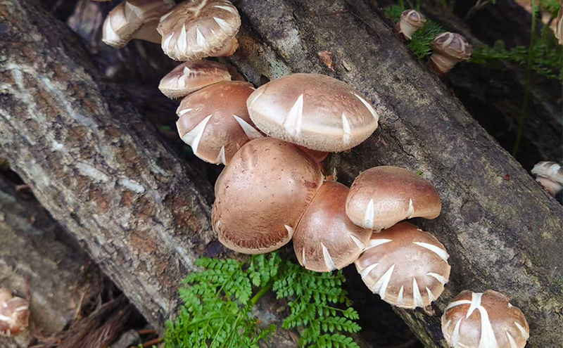 新潟県上越市産 生しいたけ 椎茸 Lサイズ 約2,000g  12個?15個入り×4箱 秋山農場グリーンプロジェクト