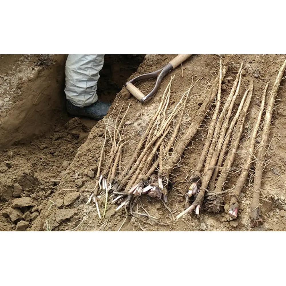 高野農園　長野市松代産 TAKANO農園　ごぼう（約1kg）【約5本】と長いも（約2kg）【2～4本】計3kg 野菜 根菜 長野県産 ネバネバ シャキシャキ とろろご飯 具材 食材 国産 |長芋 長芋
