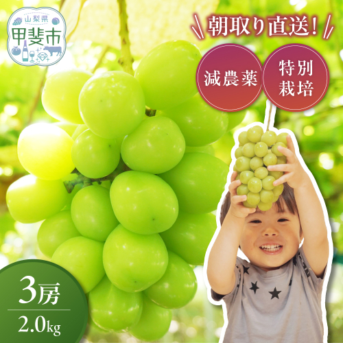 【来年（2026年/令和8年）発送＜先行予約＞】減農薬シャインマスカット2.0kg／3房　人気　おすすめ　国産　贈答　ギフト　お取り寄せ　　山梨県産　産地直送　フルーツ　果物　くだもの　ぶどう　ブドウ　葡萄　シャイン　シャインマスカット　新鮮　CF-4