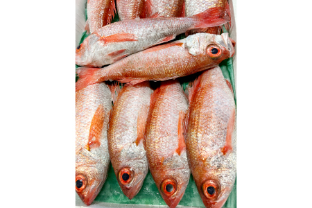 大サイズ！極上のどぐろ（水揚げ次第発送）【のどぐろ あかむつ ノドグロ 2尾 魚 さかな 旬 国産 高級魚 地魚 水揚げ直後 新鮮 冷蔵 ノンフローズン お取り寄せ 季節限定 大田市】