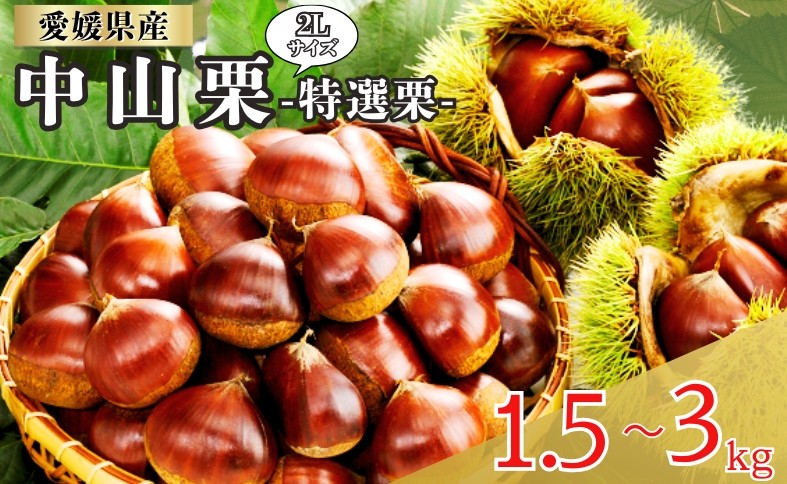 
                  中山栗 特選栗 2Lサイズ 【選べる容量】 1.5～3kg 愛媛県ブランド 栗 クリ 冷蔵便 濃厚な甘み ホクホク 焼き栗 栗ごはん 中山町 伊予市 愛媛 【2026年9月下旬から順次発送予定】
                