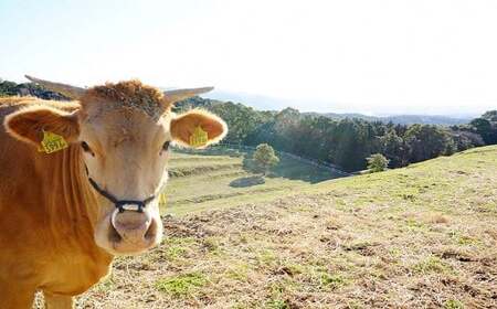 【草地和牛】レトルトキーマカレー(1人前200g)6個入 | 豊後高田市 キーマカレー