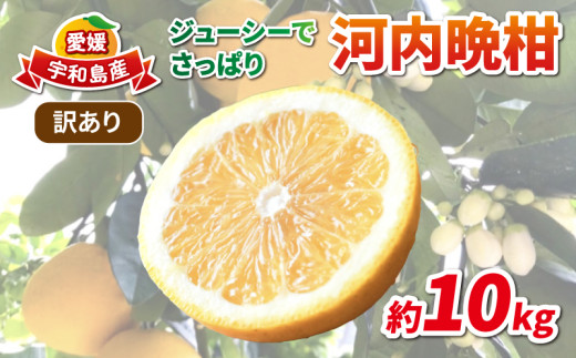 訳あり 河内晩柑 約10kg 協徳ガーデン 先行予約 訳アリ わけあり 晩柑 和製 グレープフルーツ 果物 フルーツ 柑橘 みかん 蜜柑 愛媛みかん 愛媛ミカン mikan 愛媛蜜柑 産地直送 農家直送 産地直送 数量限定 国産 愛媛 宇和島 B010-178007