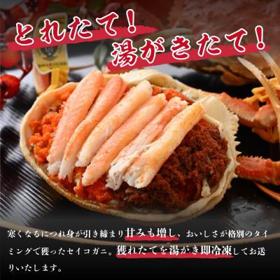 ふるさと納税 美浜町 【冷凍でお届け】食べ切数量!全て地物!冬の味覚　旬のセイコガニ(3匹計550g前後)食べ方説明書付 |  | 01