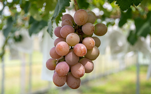 シャインマスカット＆クイーンニーナ 2.2kg 食べ比べセット 西都産完熟ぶどう＜2-3＞