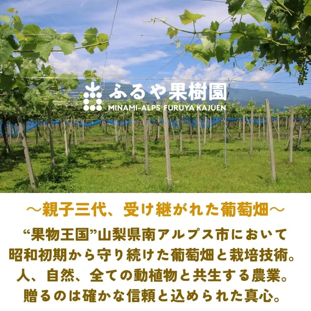 ＜2027年発送先行予約＞ ハウス栽培　南アルプス市産シャインマスカット(2房・約1.2kg)真心で育てる大地の宝石！【早期出荷】 ALPDX006
